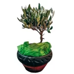 Κασπώ με φυτεμένη ελιά bonsai
