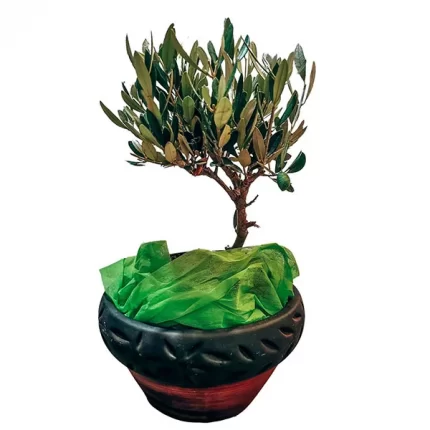 Κασπώ με φυτεμένη ελιά bonsai
